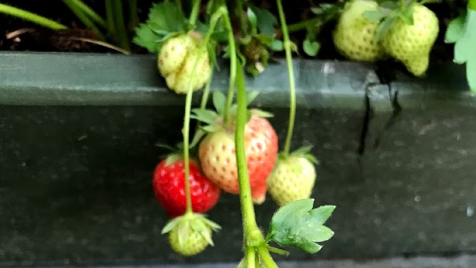 Snart modne bær! Snart modne bær!