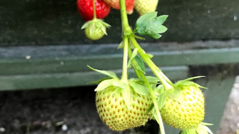 Litt jordbær vart det også. Litt jordbær vart det også.