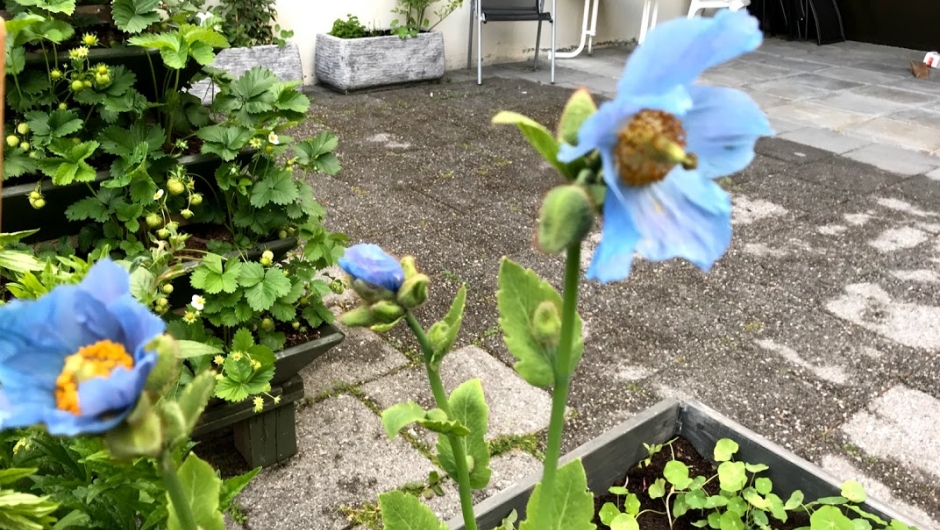 Valmuesøstra blomstra lenge. Valmuesøstra blomstra lenge.