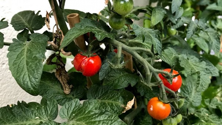 Tomatplantane var gåve frå Kari Rem. Tomatplantane var gåve frå Kari Rem.