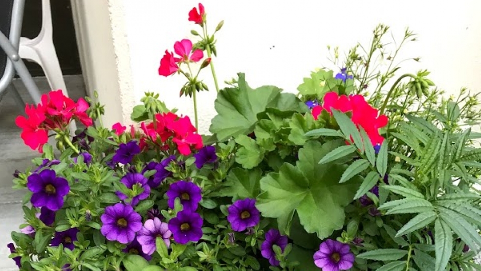 Frodig blomstring! Frodig blomstring!