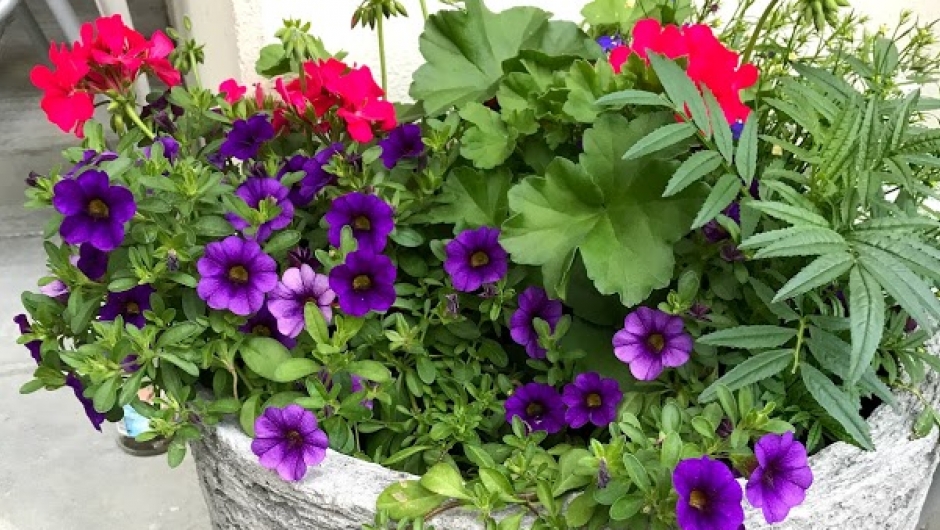 Krukkene var svært fine i år. Krukkene var svært fine i år.