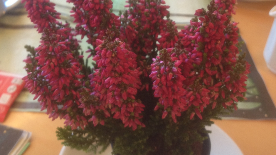 Vinnerlaget fikk søte røsslyngplanter.