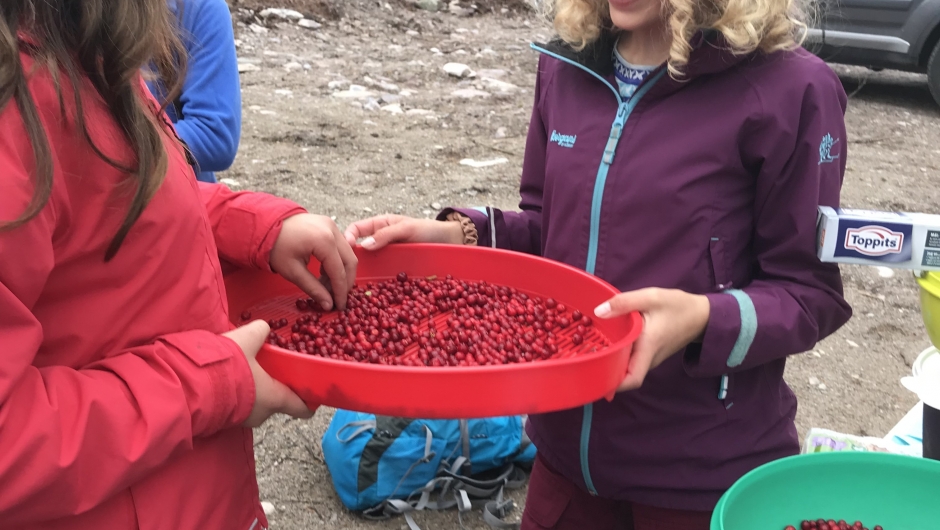 Bæra renskes Bæra renskes