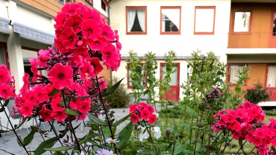 Meir floks! Meir floks!