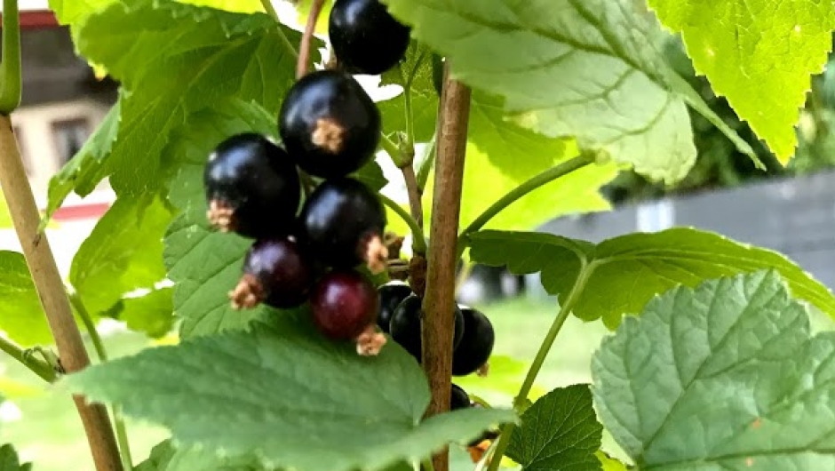 Gode solbær! Gode solbær!