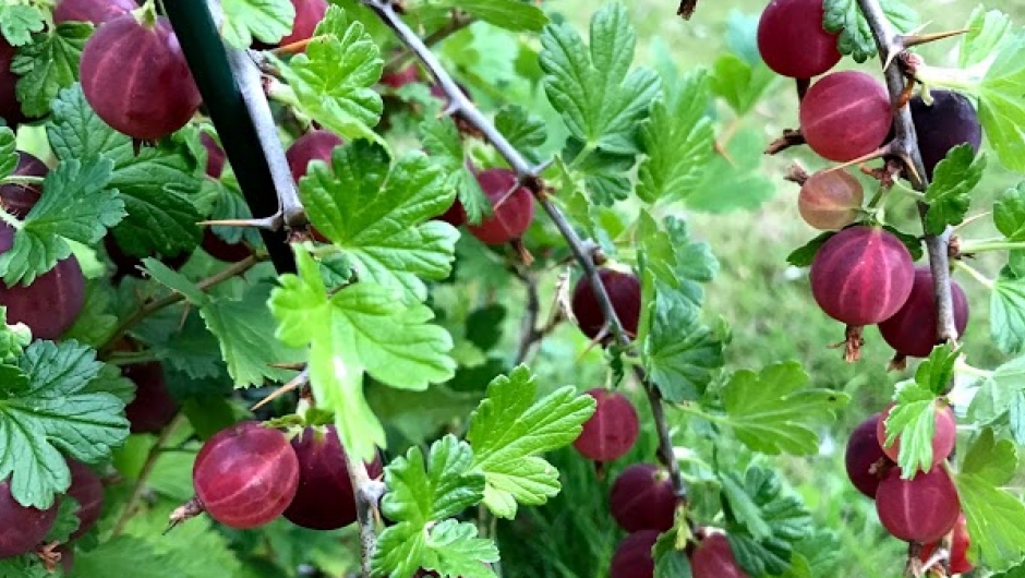 Raude stikkelsbær med bra avling. Raude stikkelsbær med bra avling.