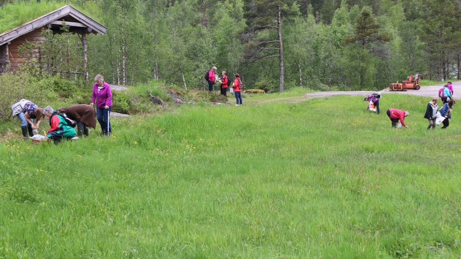 .. finner litt av hvert...Foto .BjørgS