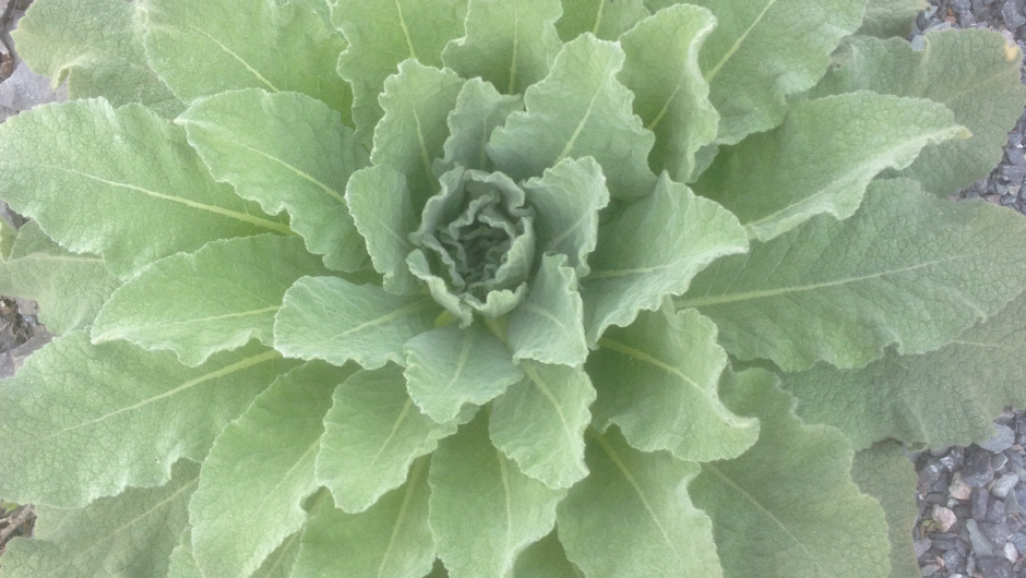 Hva er dette slags plante? Flott rosett!