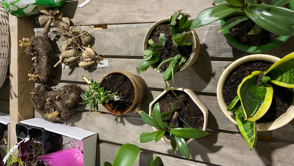 Knoller og sukkulenter blomster