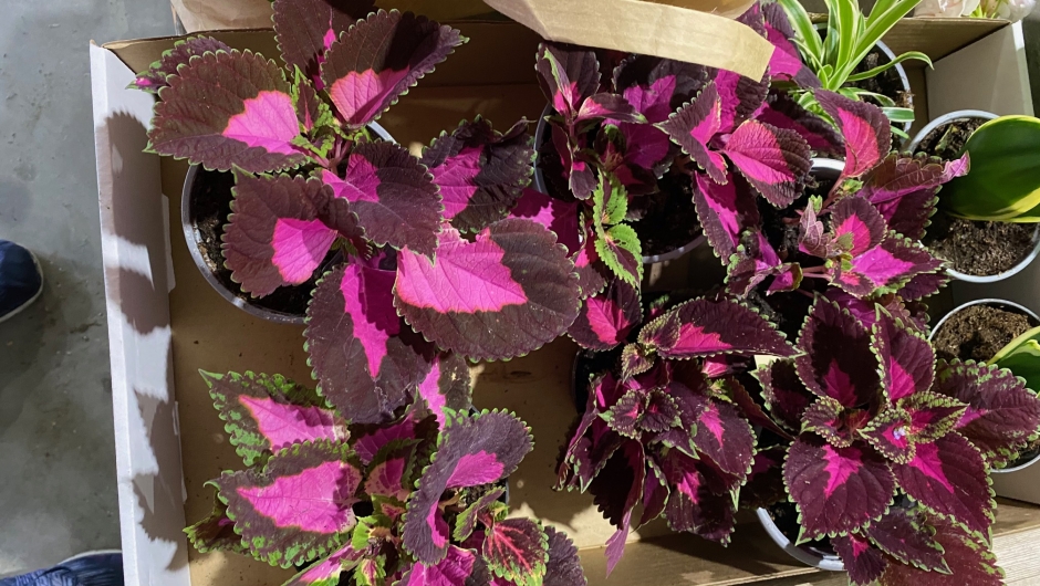 Fargerike praktspragler blomster