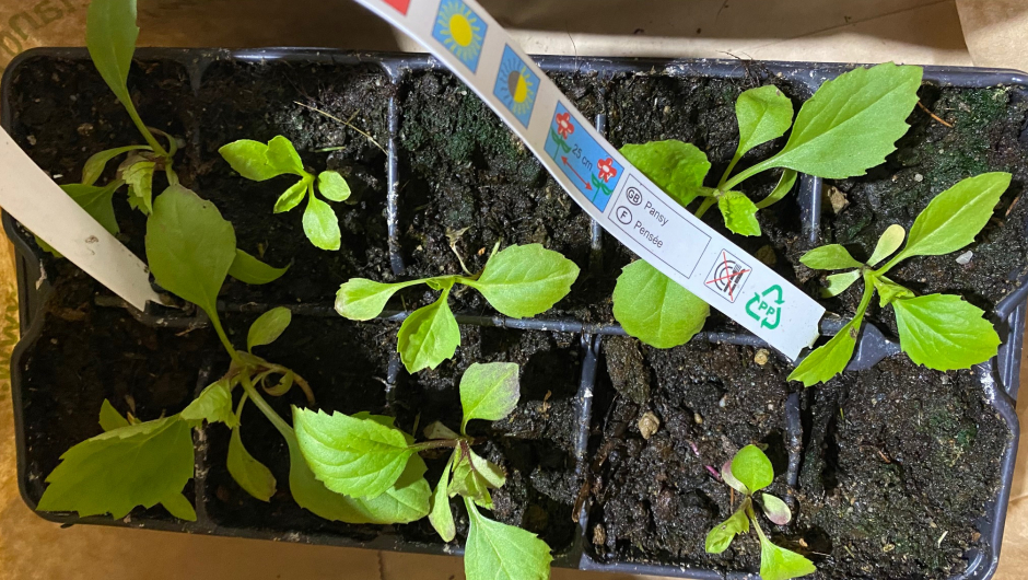 Sommerasters snart klar for bed