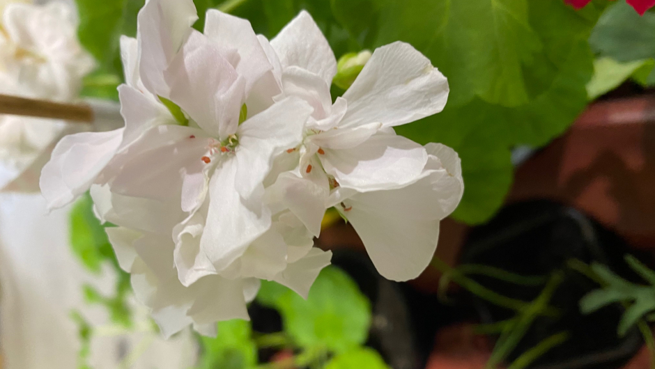 Dronning Ingrid hvit pelargonia blomster