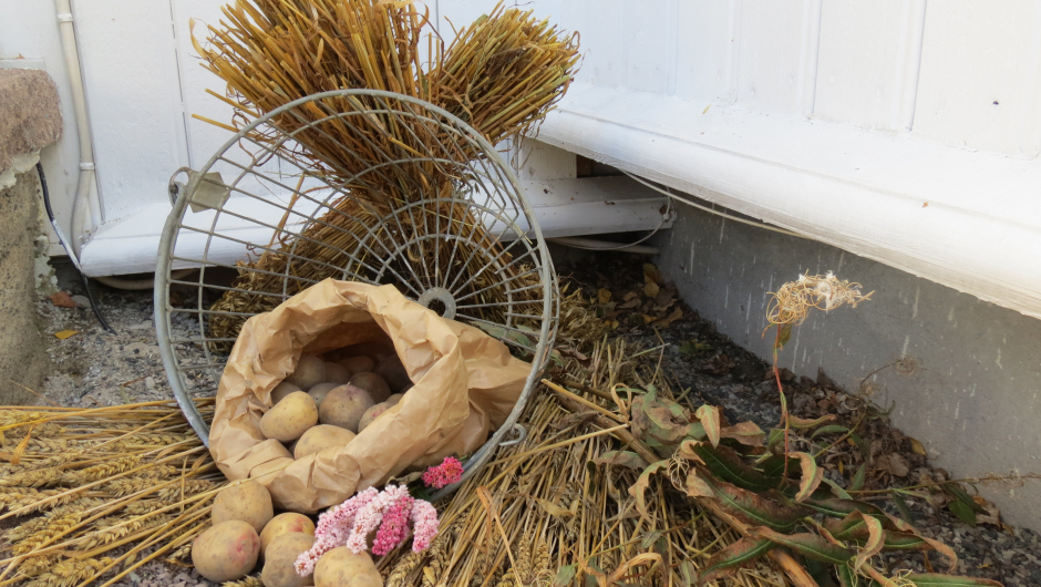 Snart potetferie? Foto: Marianne Løchen