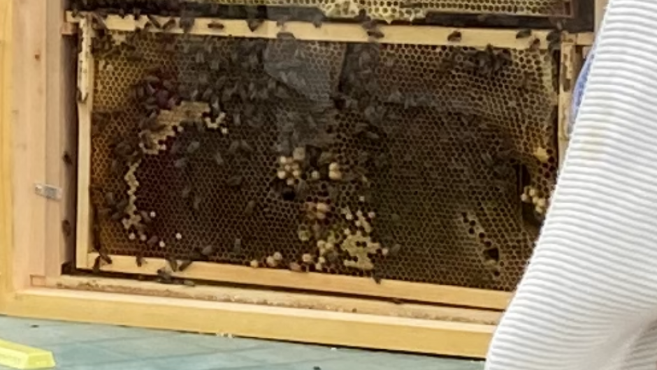 Livet inni bikuben Livet inni bikuben