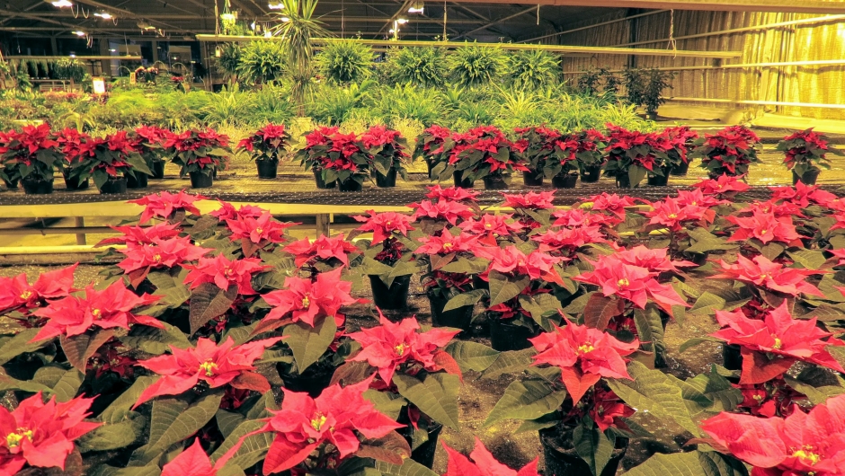 Et hav av julestjerner Et hav av julestjerner