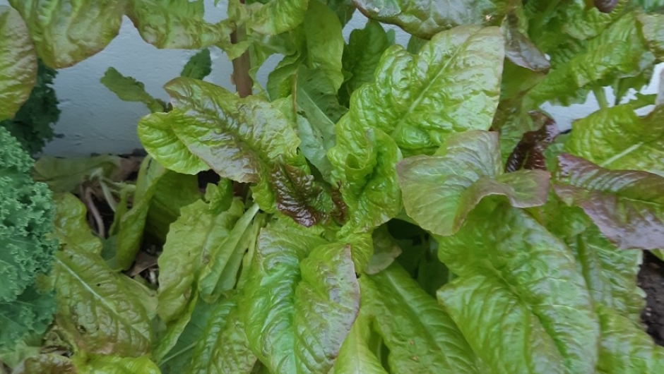 Salaten vokser Salaten vokser