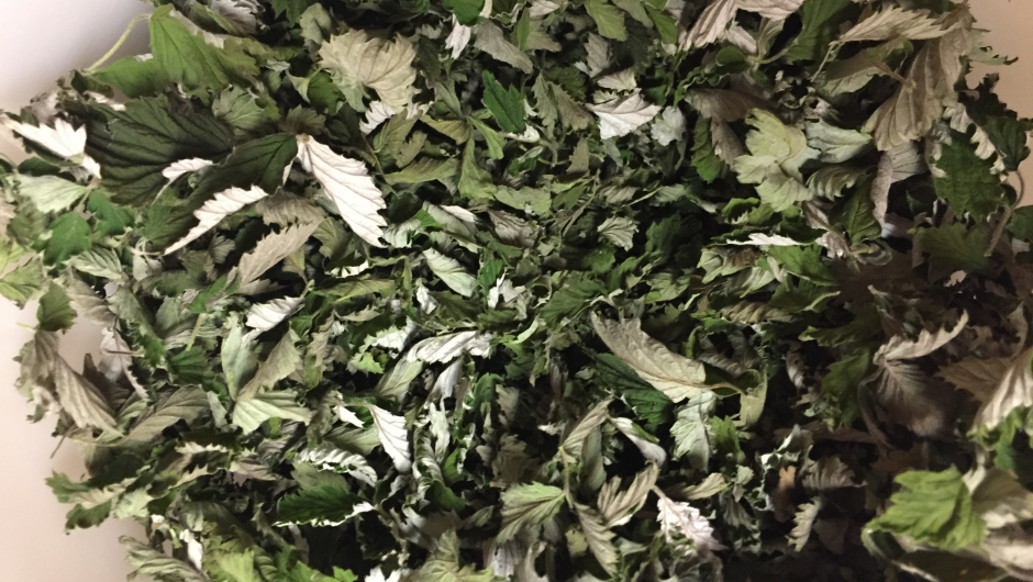 Tørkede bringebærblader til te Ville vekster