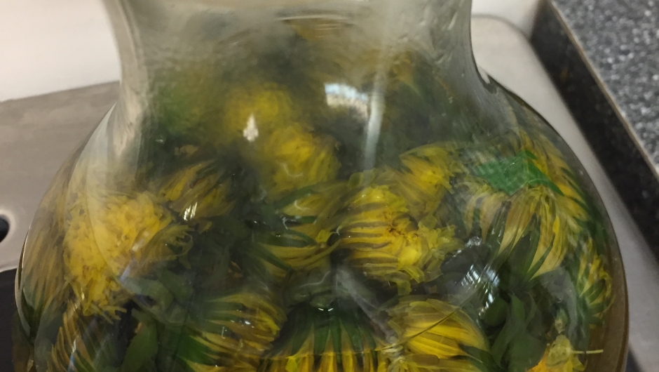 Trekking av løvetannte Ville vekster