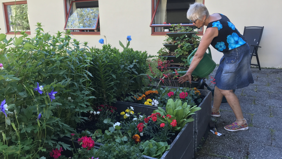 Bodil jobba som ein helt med planting, rydding, luking og vatning !