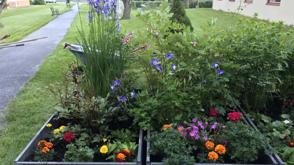 Linge gartneri spanderte eit heilt brett fullt av tagetes ! Tusen takk ! Linge gartneri spanderte eit heilt brett fullt av tagetes ! Tusen takk !