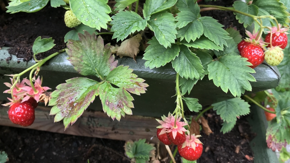 Ikkje dei største Valldalsjordbæra, men ein liten smakebit. Ikkje dei største Valldalsjordbæra, men ein liten smakebit.