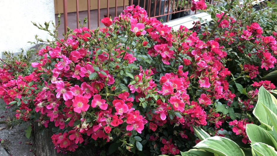 Full blomstring! Full blomstring!