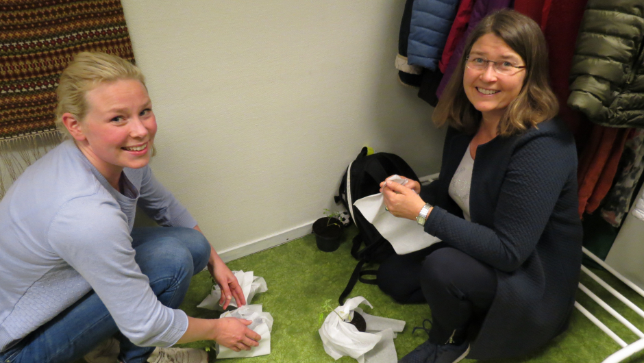 Hjem med tomatplanter i bagasjen Hjem med tomatplanter i bagasjen