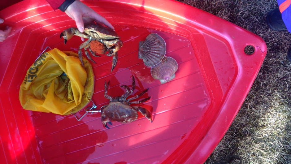 Håmmårsbukta - samarbeid med Stjørdal froskemannsklubb