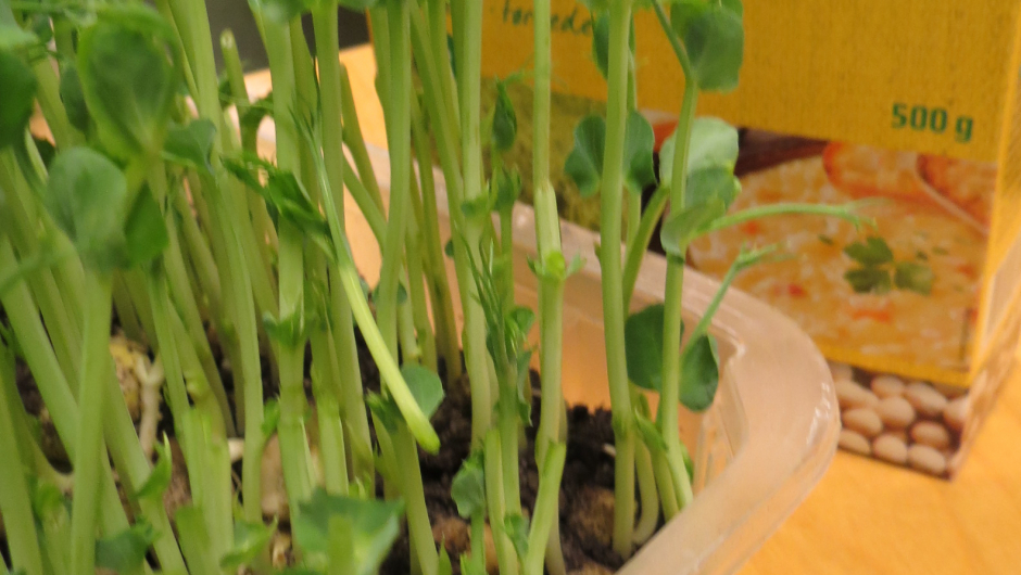 Erteskudd - med tørre erter, gule eller grønne, som utgangspunkt Erteskudd - med tørre erter, gule eller grønne, som utgangspunkt