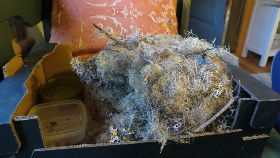 Gjenbruk av ekornbol Gjenbruk av ekornbol