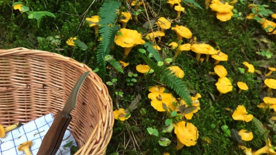 Det bugner i skogen. Her er det bare å plukke.