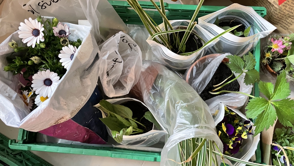 Hjemmeavlede... Hjemmeavlede...