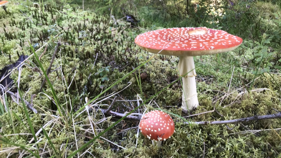 Selv om den er giftig, er den veldig vakker Selv om den er giftig, er den veldig vakker