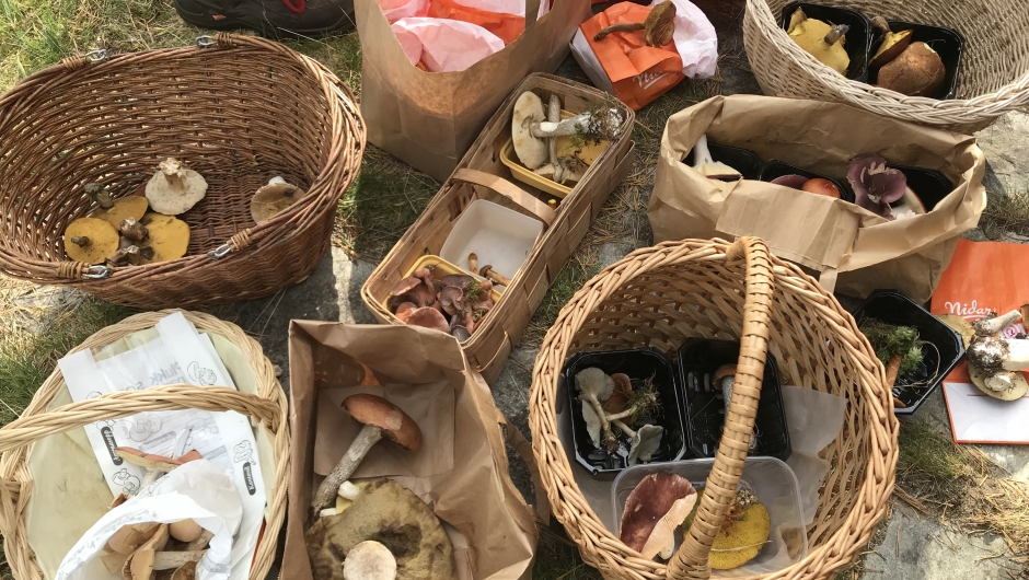 Kurver med sopp klare til gjennomgang Kurver med sopp klare til gjennomgang