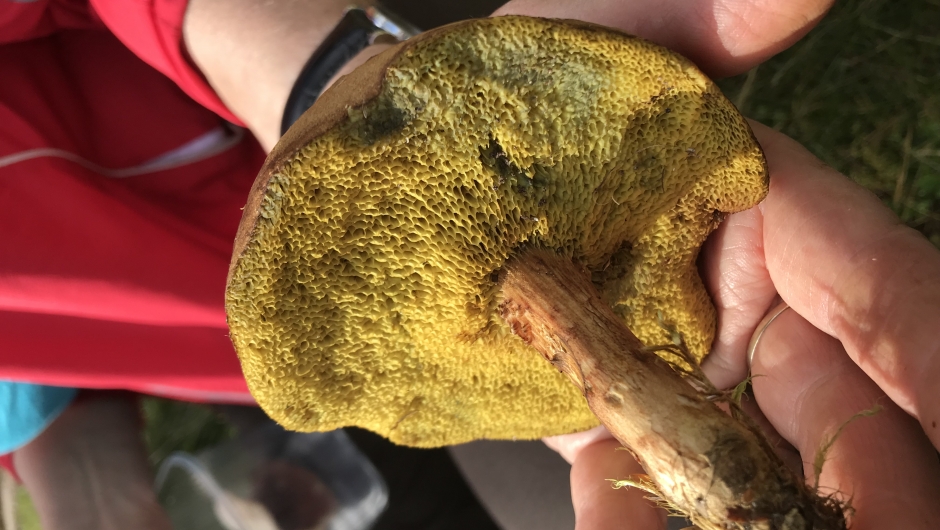 Spiselig eller ikke? Spiselig eller ikke?