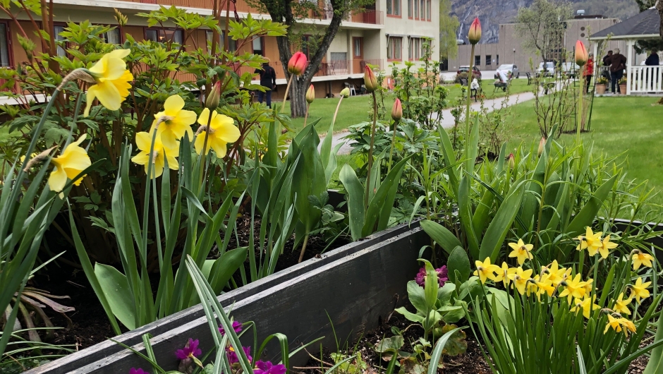 Tulipanar og liljer stod fint i blomst! Tulipanar og liljer stod fint i blomst!
