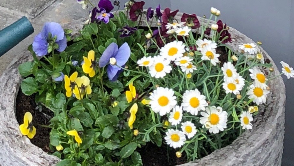 Fine stemor i krukkene! Fine stemor i krukkene!