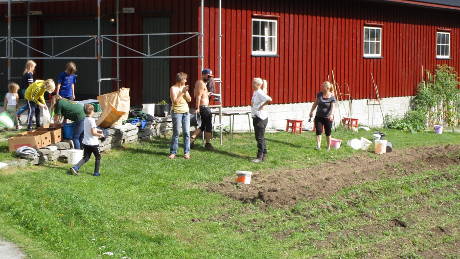 Høsting i grønsakåkeren