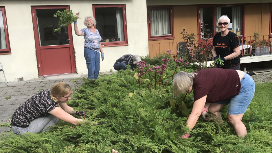 Skvalderkål! - Here we come! - Liv med fin bukett! Skvalderkål! - Here we come! - Liv med fin bukett!