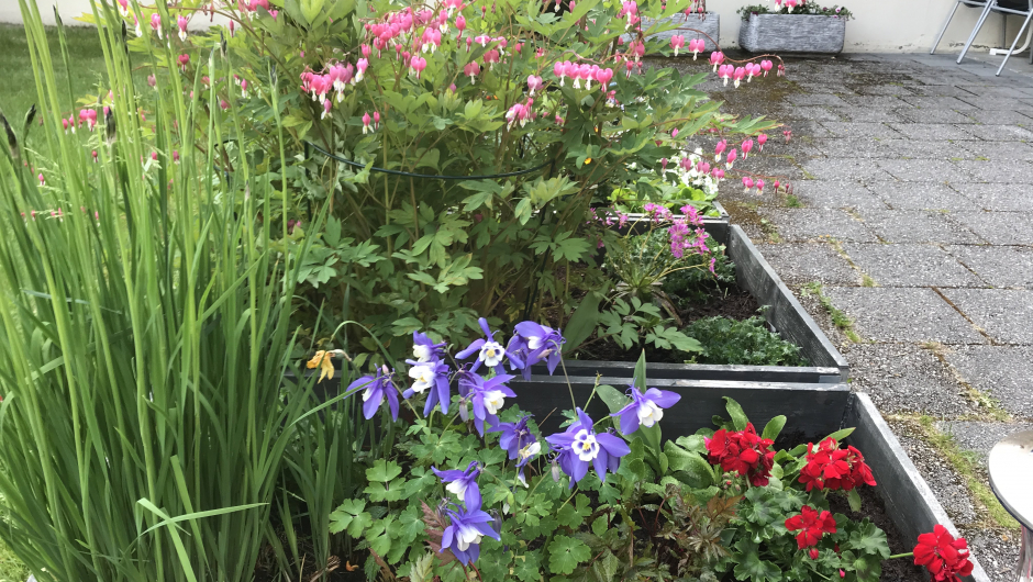 Nydeleg akeleie! Nydeleg akeleie!