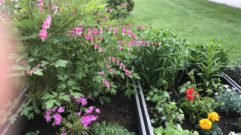 Løytnantshjerte i full blomst! Løytnantshjerte i full blomst!