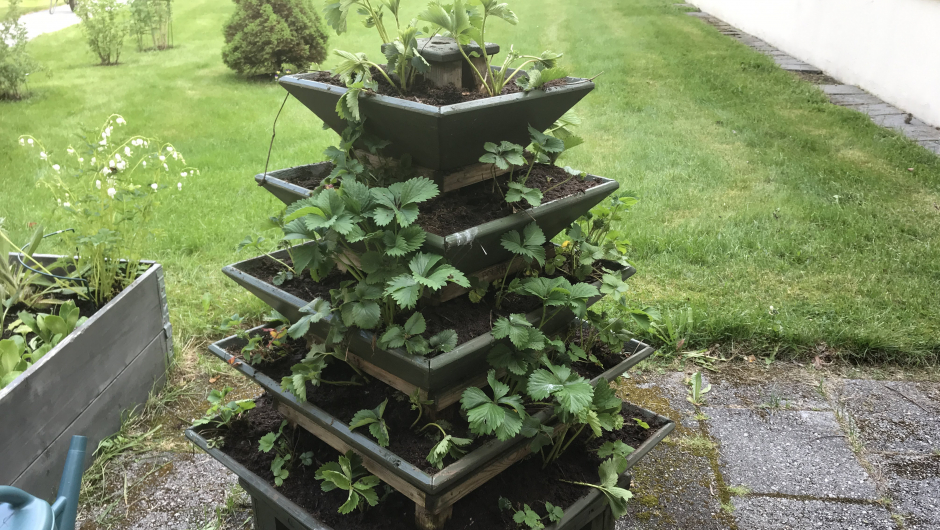 Jordbærpyramiden - tusen takk til Kjell Arne Valdal som også i år spanderte nye plantar på oss !! Jordbærpyramiden - tusen takk til Kjell Arne Valdal som også i år spanderte nye plantar på oss !!