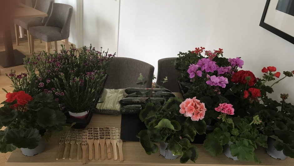 Sommarblomster og agurk som gevinstar. Sommarblomster og agurk som gevinstar.