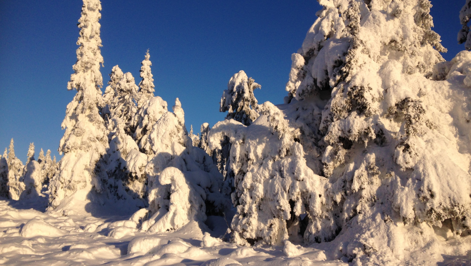 Årsplan 2017