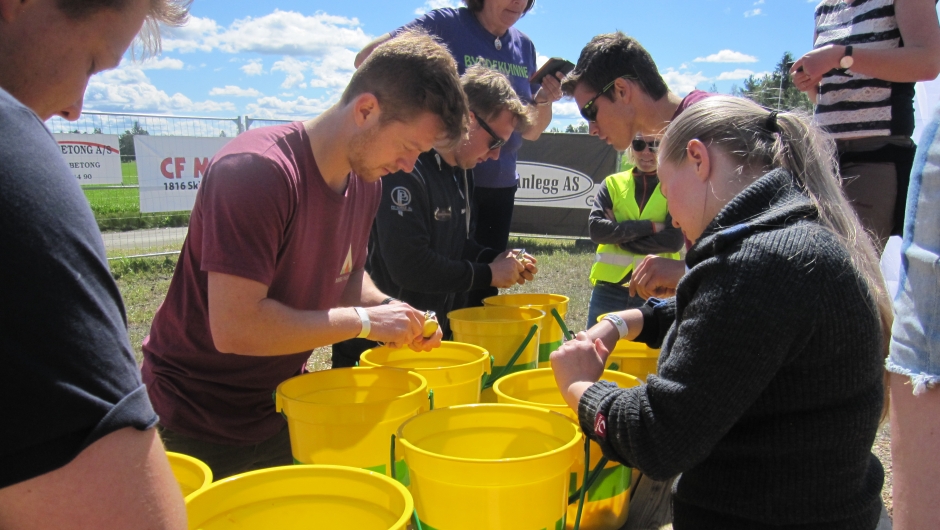 Ivrige potetskrellere Ivrige potetskrellere