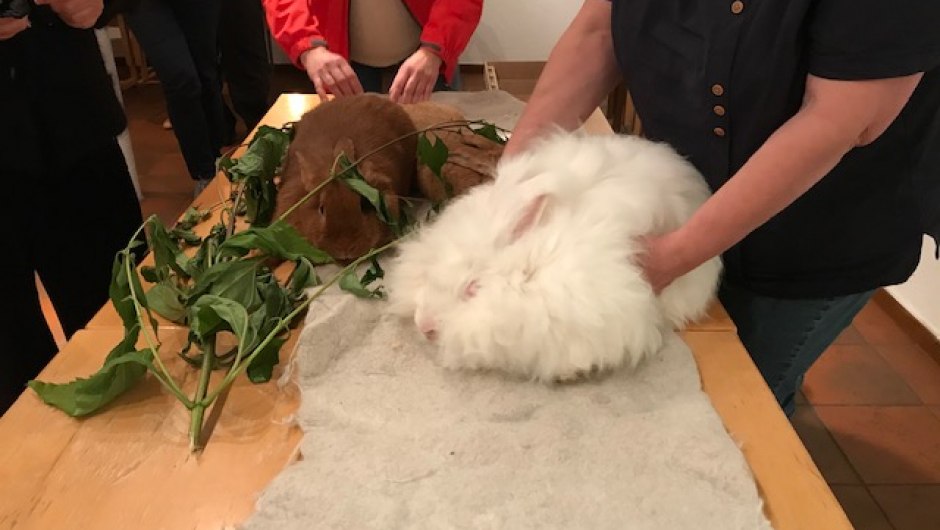 Vigdis hadde med seg noen flotte kaniner foto: Trine Evensen Vigdis hadde med seg noen flotte kaniner foto: Trine Evensen