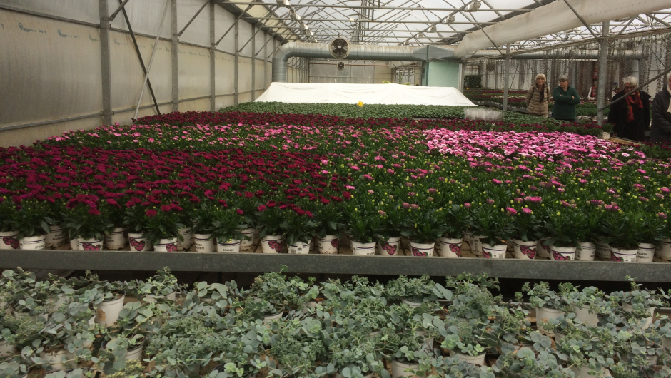 Blomster så langt øye kan se!