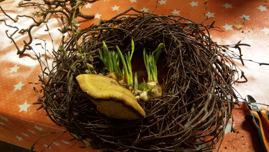 Bjørkekvister, løkblomster og kjuke Bjørkekvister, løkblomster og kjuke