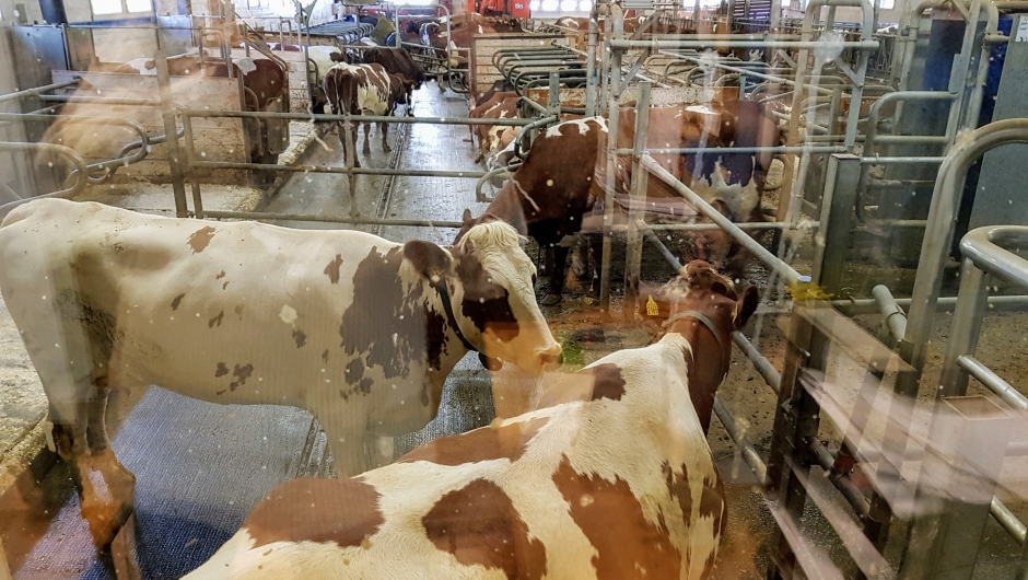 Robot fjøsen til Tingvoll ost